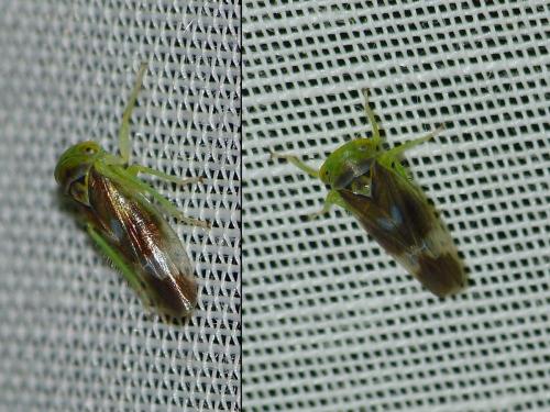 Populicerus laminatus